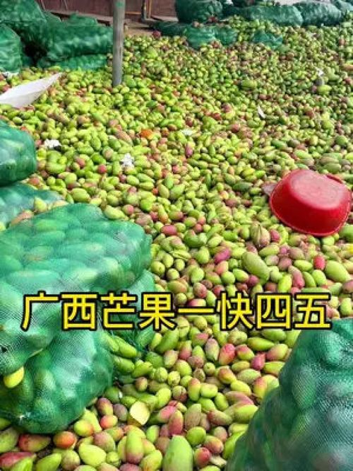 從枝頭到舌尖 百色金煌芒，新鮮應季的優質農產品